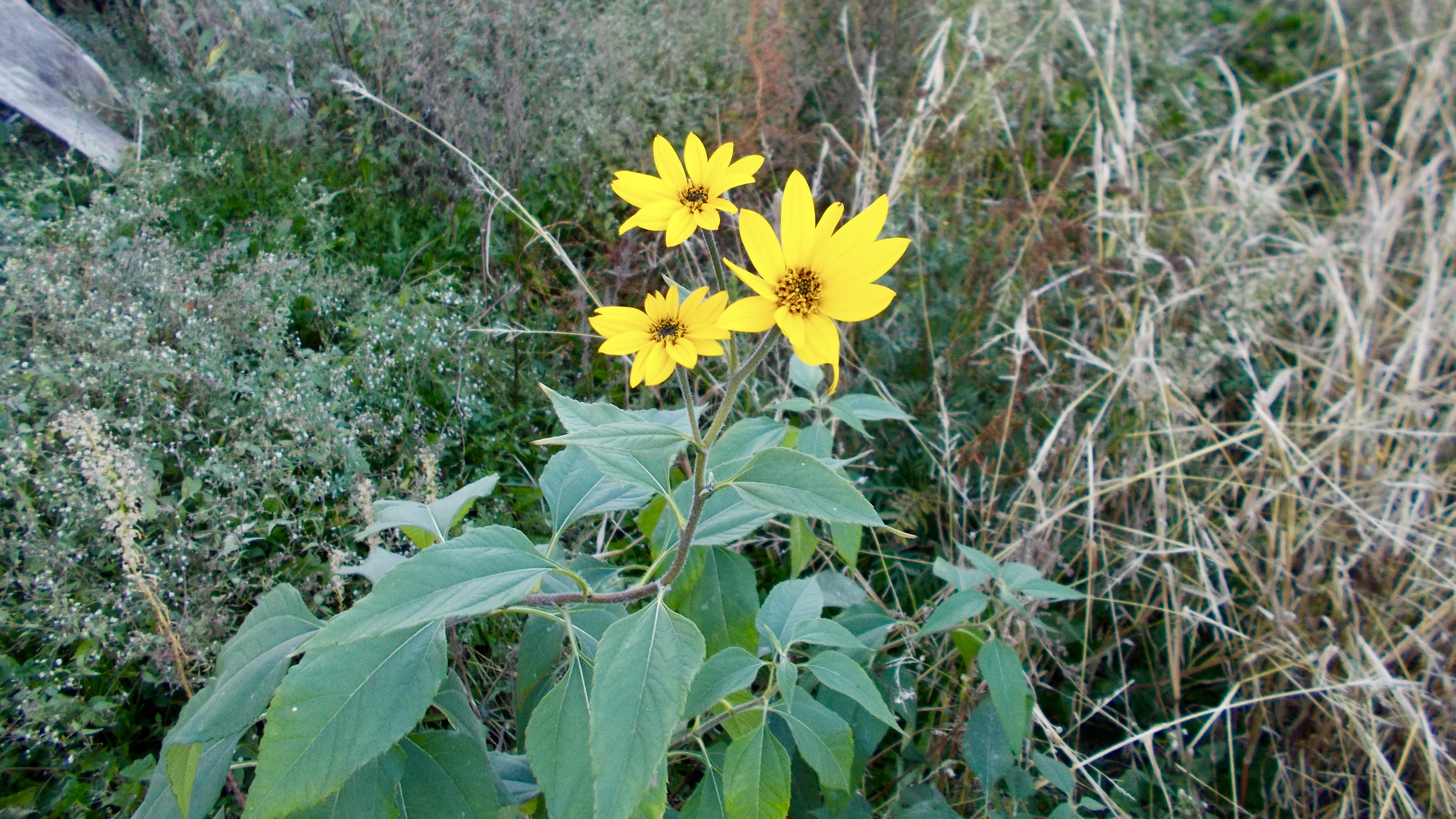 Inulina – recepta na zdrowie.